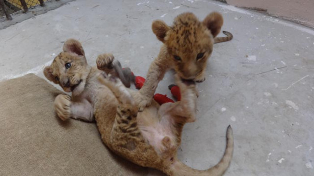 Варненският зоопарк - с две малки лъвчета