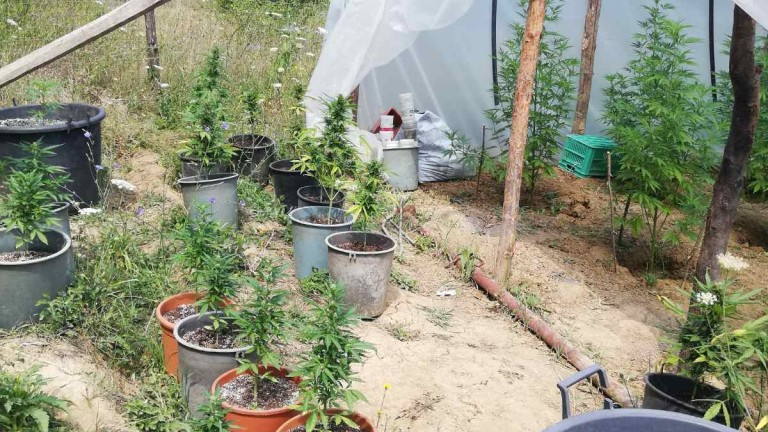 Разкриха наркооранжерия край Варна, скрита във ферма за охлюви