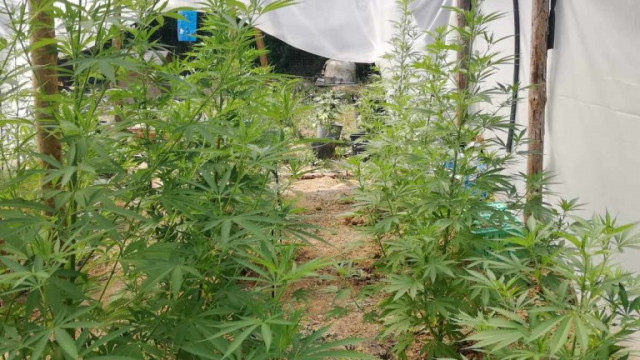 Криминалисти от Варна разкриха оранжерия за марихуана във ферма за охлюви