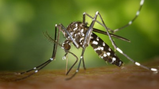 Двама умрели от западнонилска треска в Сърбия, комари заразяват на 6 места там