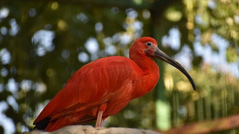 Най-новите екзотични обитатели в Софийския зоопарк са прекрасните, яркочервени ибиси.