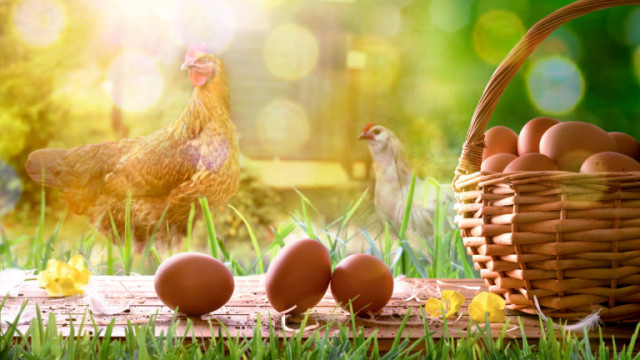Яйцата са ценен източник на редица хранителни вещества и верен