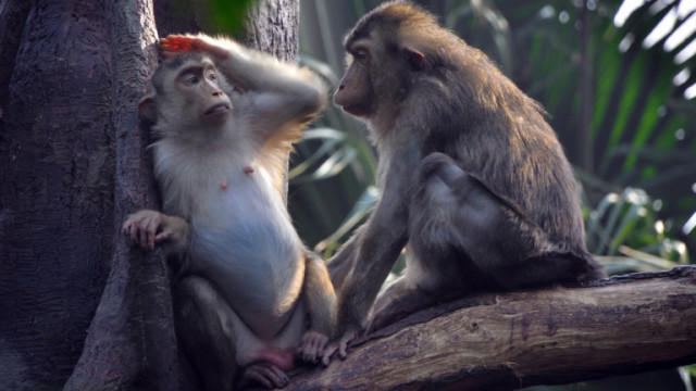 Неслучайно кучето се спряга за най добрият приятел на човека То може