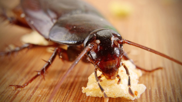 Малко насекоми успяват да предизвикат такава погнуса както хлебарките Първото