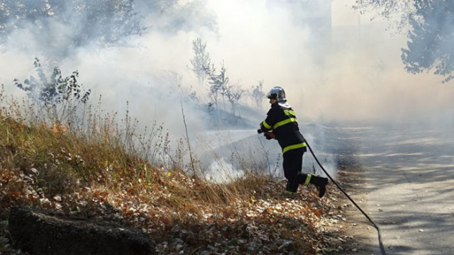 Втори ден гори борова гора в района на село Югово