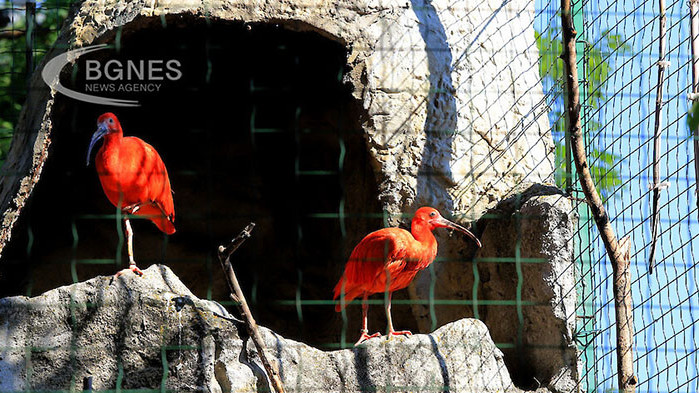 Червен ибис – новият екзотичен обитател на Софийския зоопарк