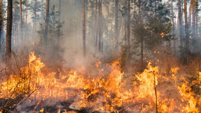 Близо 10 000 хектара гори унищожи пожар в Испания  съобщава в