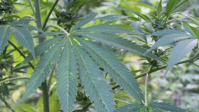 Около три тона от откритите растения са били засадени в