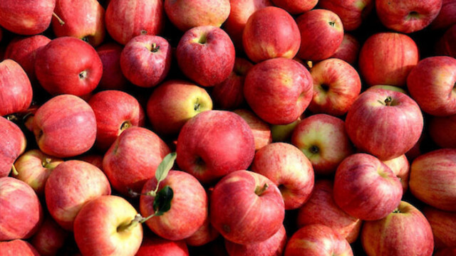 В края на лятото ябълките от новата реколта се появяват