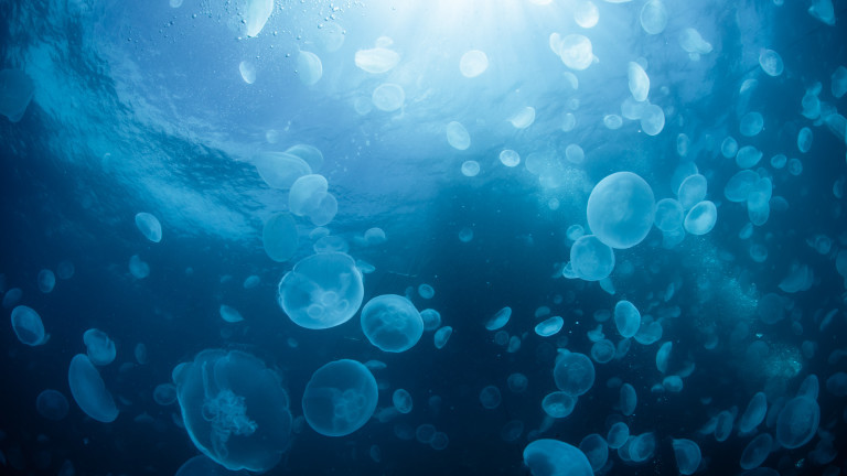 Необичайно много медузи се появиха в гръцките морета