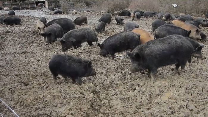 От Асоциацията на свиневъдите в България настояват за спешна среща