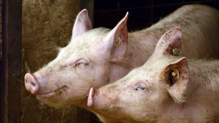 Проверяват стопанствата в Пловдивско заради огнище на африканска чума по свинете