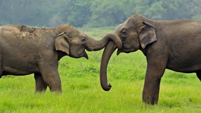 У нас слон можем да видим само в Зоологическата градина но