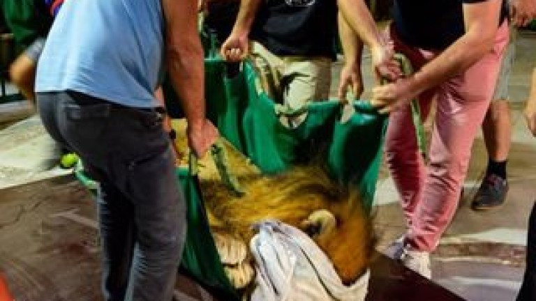 Лъвът Славчо премина пълен профилактичен преглед в София