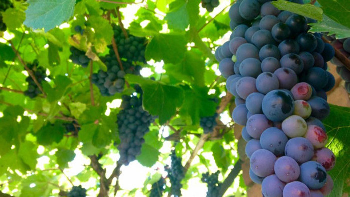 Лозари от Монтана, Лом, Враца и Видин готвят голям протест