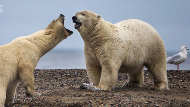 Кръвосмешение при полярните мечки заради топенето на арктическия лед