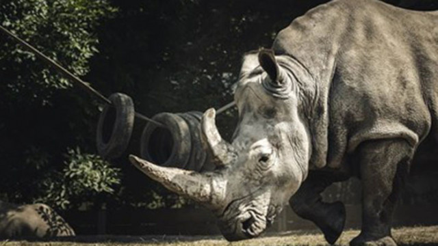 Носорог избяга от зоологическа градина в американския щат Небраска съобщи
