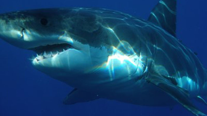 Акула нападна мъж край брега на Средиземно море в Египет,