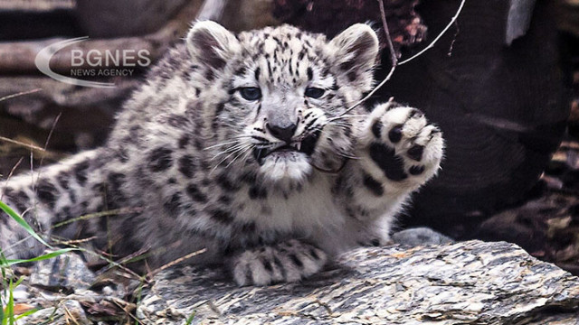 Котка в индийския град Нашик щата Махаращра се пребори с