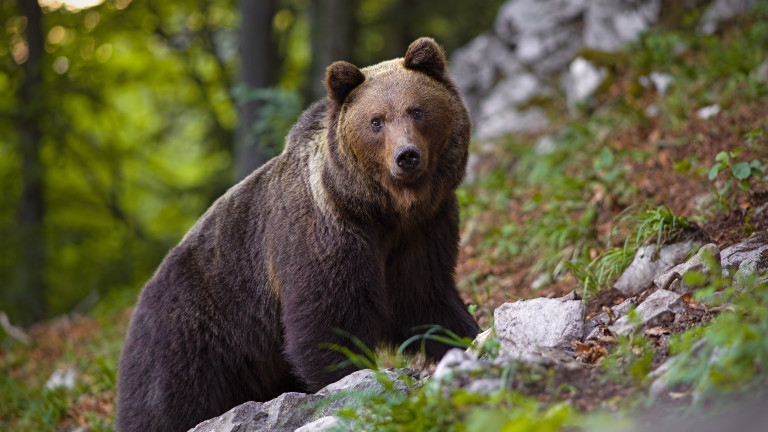 С безпрецедентна акция спасиха от отстрел мечка с две мечета в Смолянско
