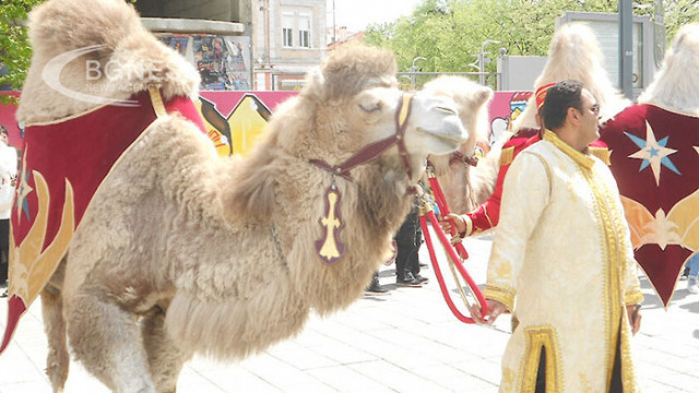 Клонирането е в голямо търсене в конкурентния свят на камилските