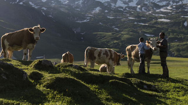 Обучават крави да ползват тоалетна заради климатичните промени