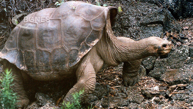 189 годишна мъжка гигантска костенурка живееща на остров Света Елена ослепя