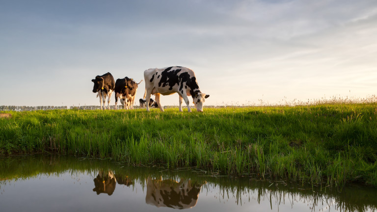 Намалява ли добитъка в Нидерландия