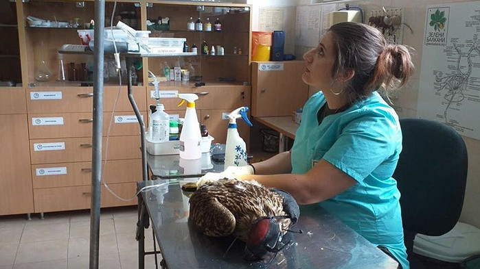 Край Ямбол откриха царски орел с 16 сачми в тялото