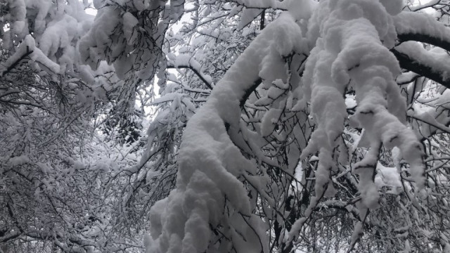 Сняг вали в курорта Пампорово Има снежна буря на връх