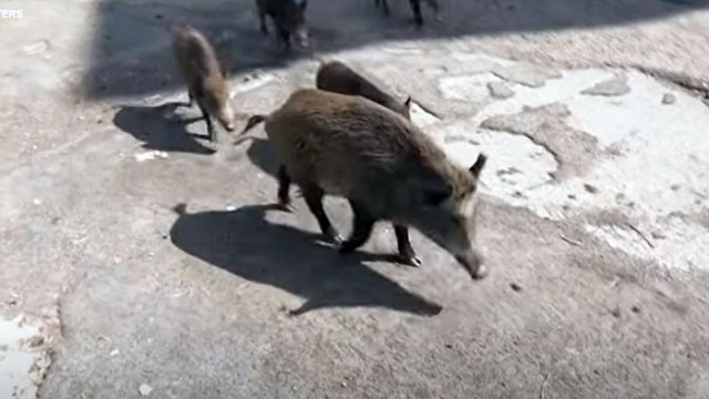 Диви прасета по улиците на италианската столица Рима са все