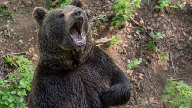 Звуците и съзнанието са тясно свързани Чрез звуци и звукови