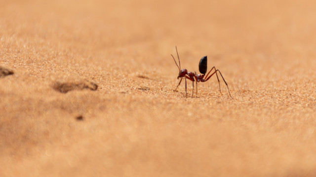 Колко е бърза най-бързата мравка на планетата?