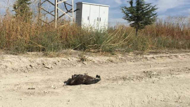 Малък креслив орел с поставен предавател у нас загина от токов удар в Турция