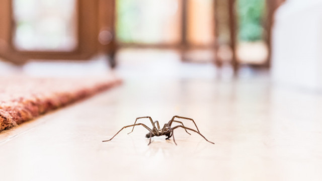 Как да се предпазим от паяците през есента