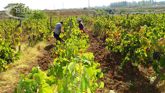 Реколтата от грозде тази година е добра, добивите са средно