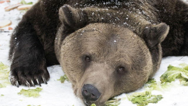 Откриха убита мечката тормозеща родопското село Арда съобщава bTV Тялото