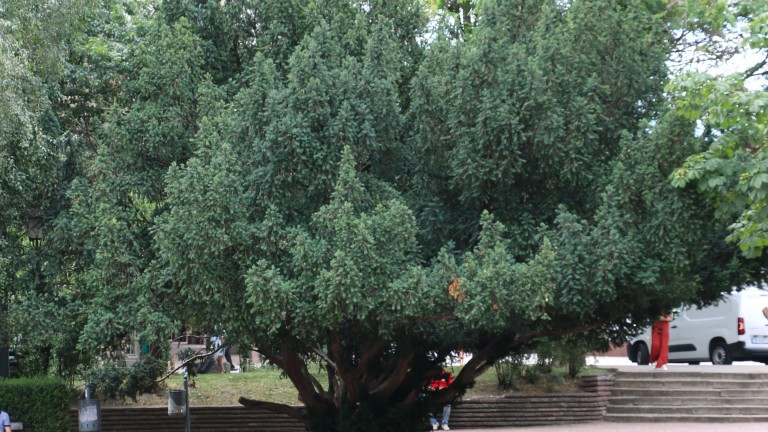 Три вековни дървета в историческата част на София са обявени