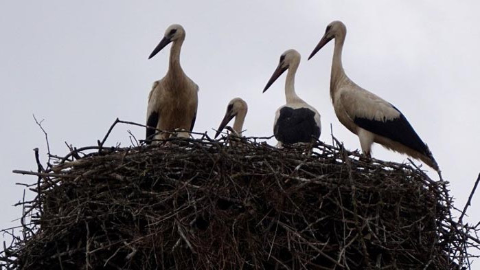 Спасени щъркели в Спасителния сентър за диви животни ще бъдат