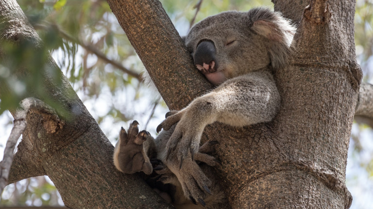 Как коалите си набавят необходимата им вода