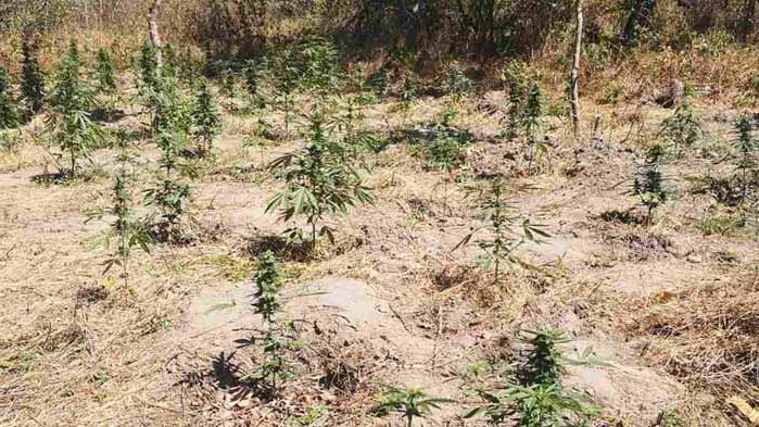 119 растения от рода на конопа са открити днес в землището на с. Добри дол