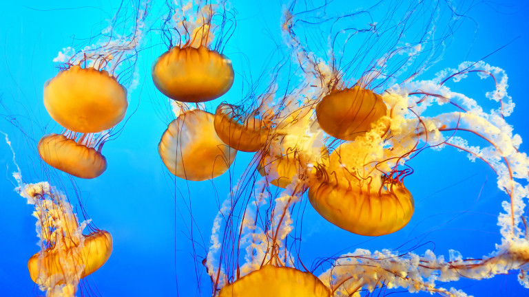 Медузите и тяхното устояване на високите температури и замърсяване