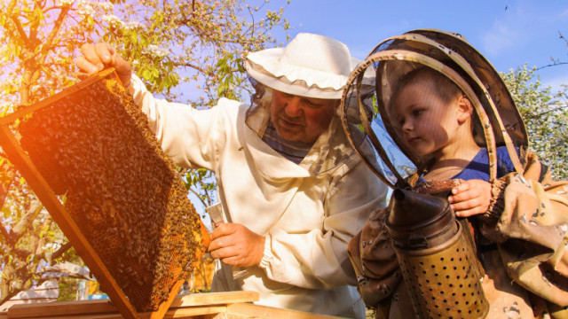 Подпомогнаха пчеларите с общо над 7 5 млн лева по Пчеларската