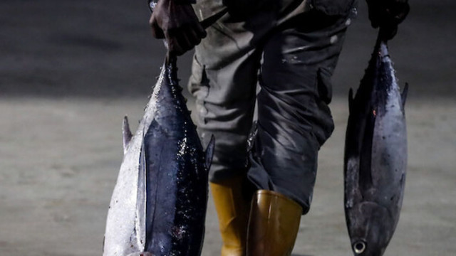 Рибари с рекорден улов – хванаха риба с тегло два тона