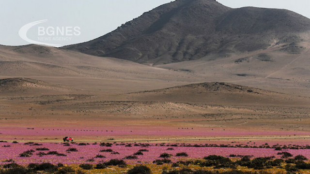 „Цъфтящата пустиня“ Атакама дава знания за адаптация към екстремни условия