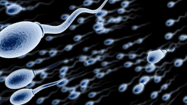 Учени създадоха сперматозоиди от маймунски стволови клетки