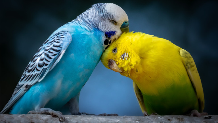 Късането на листата на маргаритка отдавна е отживелица за това