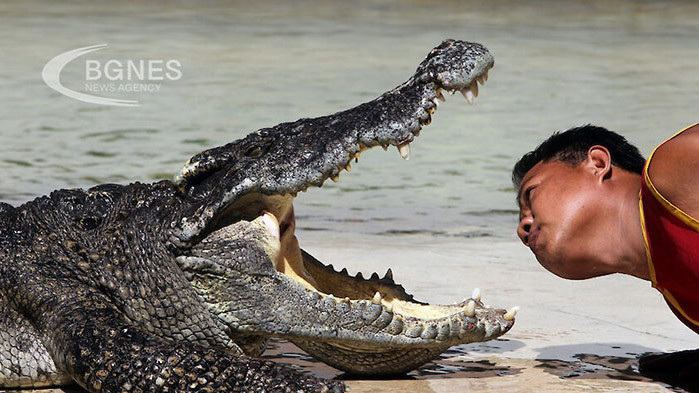 Крокодил в Керала, Индия, заживя с монаси, с които прекара