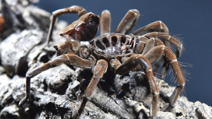 Гигантски, невиждани досега паяци с размер от цели 8 сантиметра,