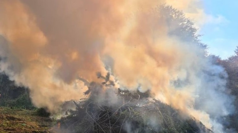 Близо 1,5 тона канабис бяха унищожени в землището на кюстендилското